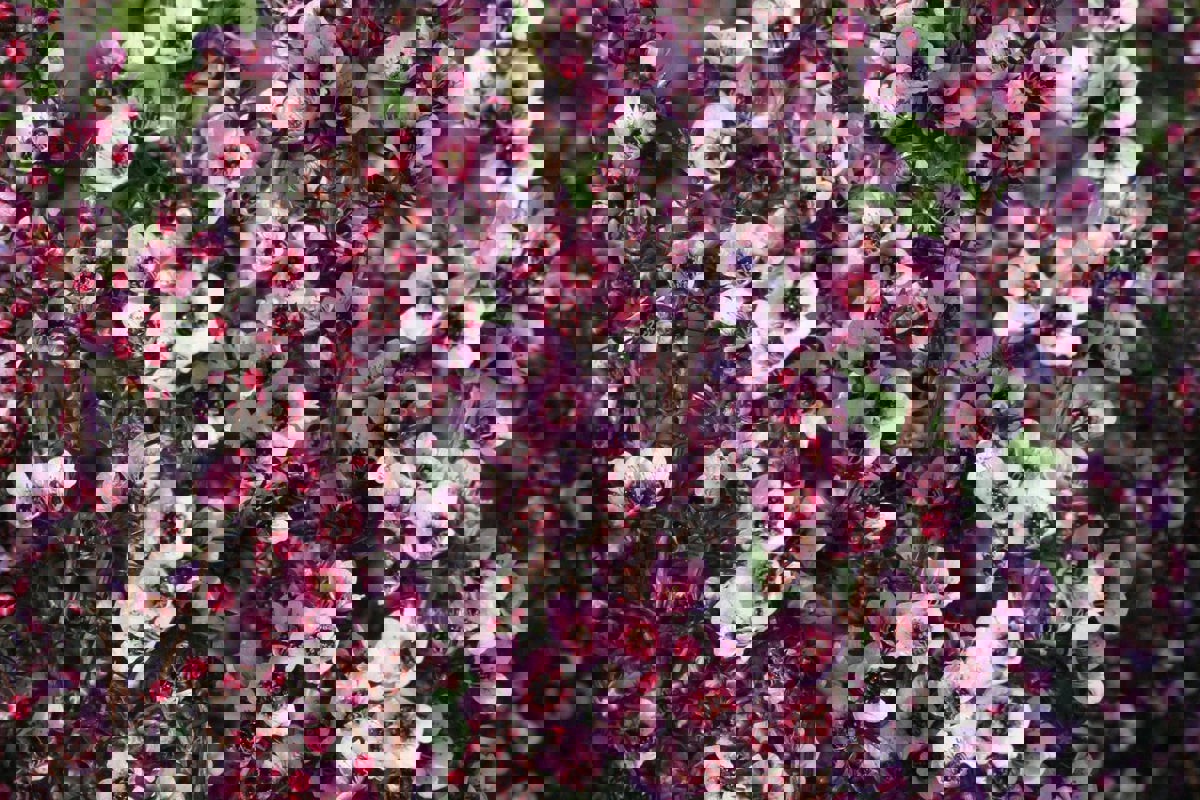 Leptospermum Wiri Sandra (3).jpg